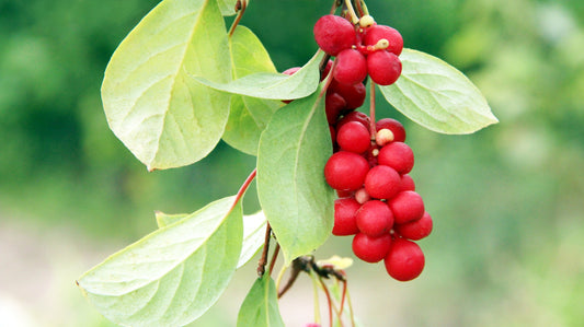 Schisandra berries.