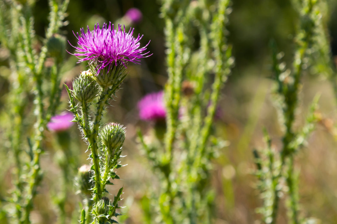 Burdock plant.