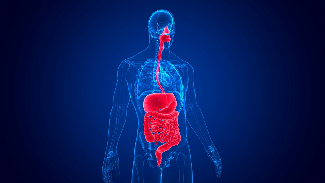 Digestive health.