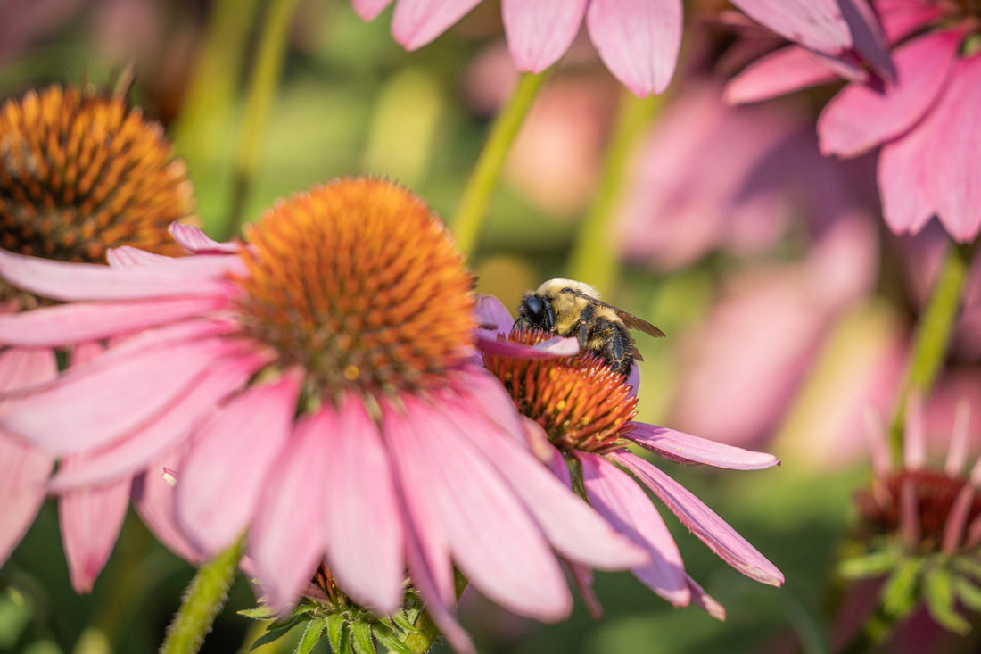 Echinacea flower.