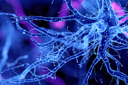 Nerve cell.
