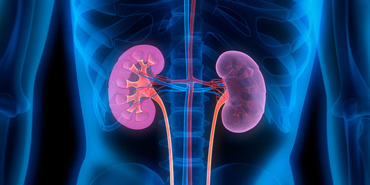A fanciful illustration of kidneys in the body.