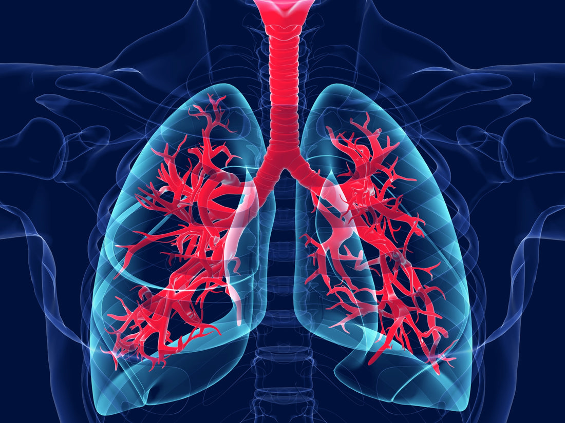 Lungs.