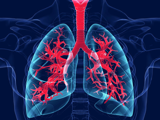 Lungs.