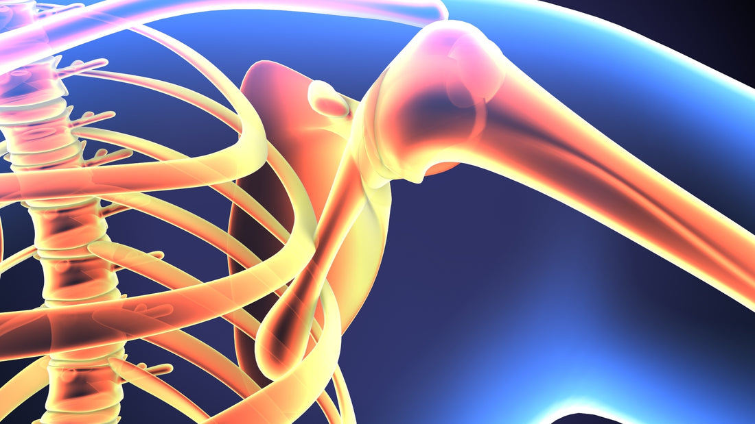 Musculoskeletal image.